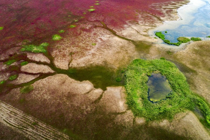 《条子泥湿地秋色美》——贺敬华13852301917 (组照) (1)(1).jpg
