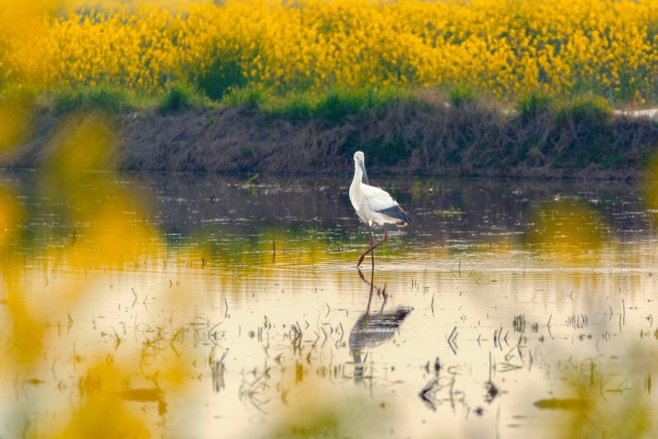 《油菜花里的贵客》东方白鹳，摄于2022年4月5日，蟒蛇河畔，朱秀红13605108138(1).jpg